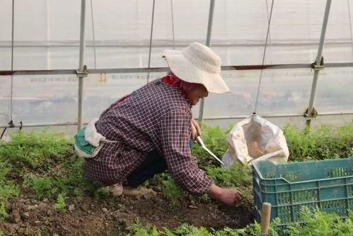 豌豆播种后的那点事儿