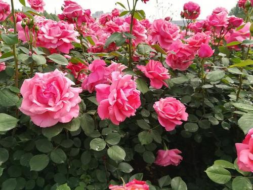 提高开花效果的秘诀