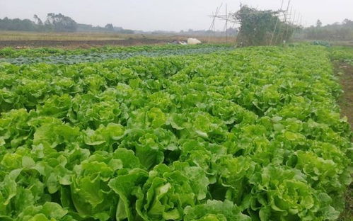 常见蔬菜， 种植方法也简单