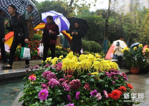 菊花展， 南山植物园的美丽盛宴