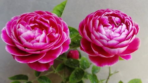 月季花有哪些特点？新手养殖月季花必看攻略