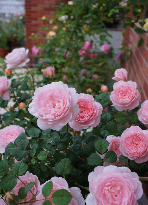 养护月季的三个关键条件