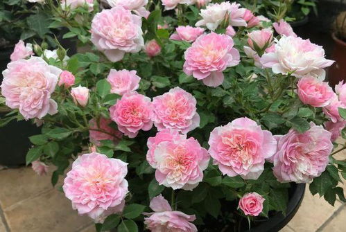 幸福之门月季的花色和香味揭秘