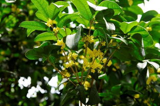 金秋桂花香， 诗意满人间