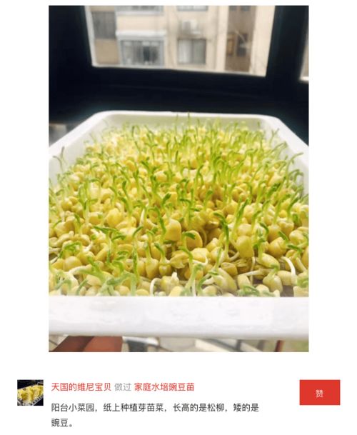 十块钱种菜，我Neng种出啥？