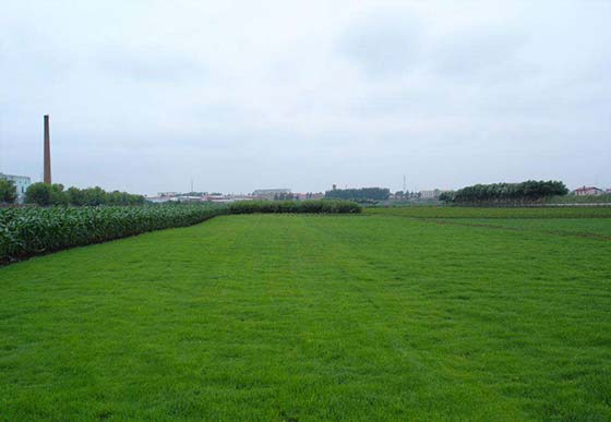 混播还是单播，哪种好