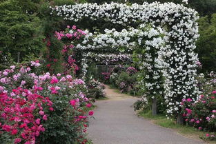 月季花园里的秘密