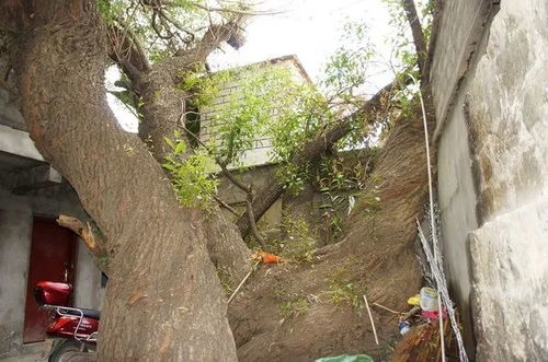 河边砍老树改栽花树的申请过程