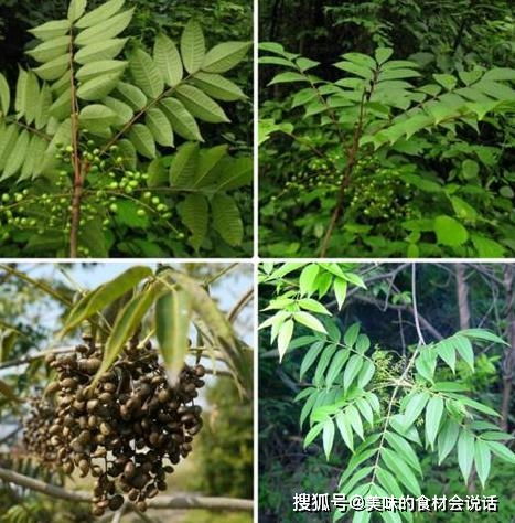 种皂角树一亩地需要撒多少斤种子？揭秘种植秘诀！