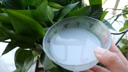 孔雀鱼躲避绿罗兰叶子枯萎的养殖技巧