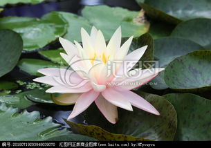 睡莲：水中的神秘花朵