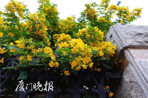 黄槐决明：爆款花卉，黄槐变种，区别详述！