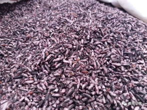 广西客户：南宁农科所合作基地有补贴