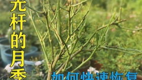 播种：月季花的种子传奇