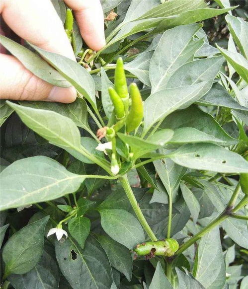 多菌灵喷两天对作物平安吗？间隔多久再喷一次？