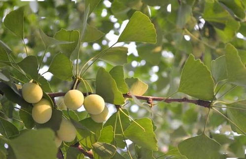银杏树种植最适合使用什么类型的肥料