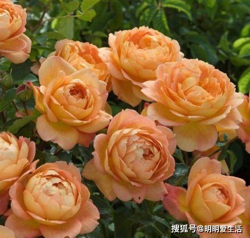 芭思希芭月季的花期和耐寒性探究