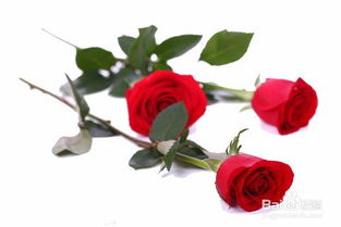 玫瑰花的小秘密