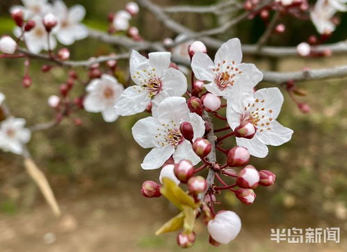 扦插紫叶李的技巧