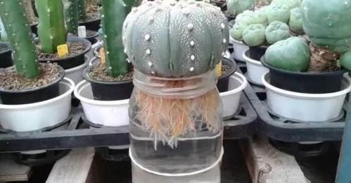 品牌一：绿盾吡虫啉