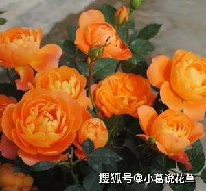 果汁阳台月季的别样风采