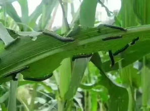 玉米田粘虫军团爆发， 甲维盐显身手