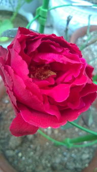 梅朗口红月季：美美的花儿，你知道它的秘密吗？