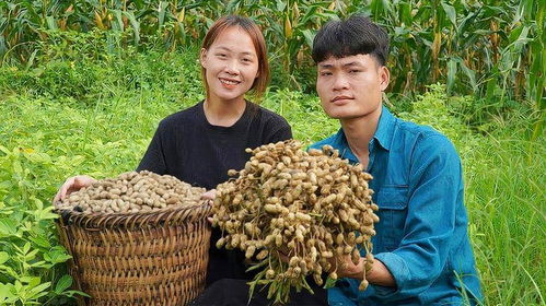 花生寓意收获，送花生代表什么