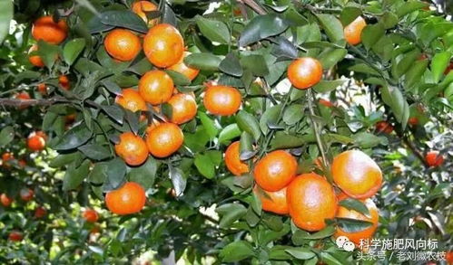 砂糖橘：阳台上的金果果