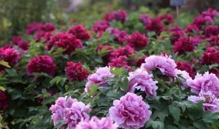 “探寻丁香花故乡嘉兴市，其市花文化底蕴有哪些特点