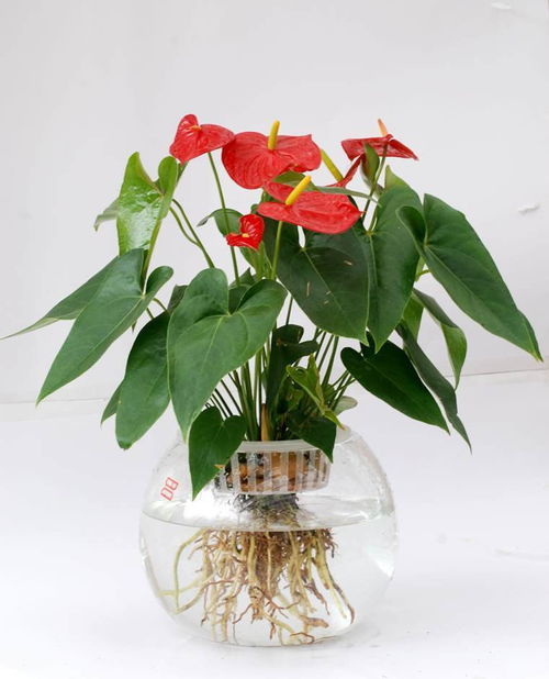 水植花卉生意：好Zuo吗？