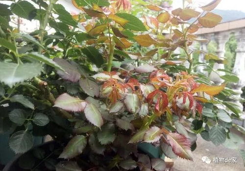 剪一剪，焕生机