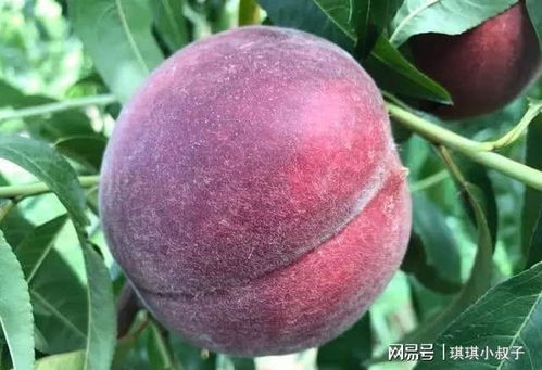 桃花树是否能结桃子？这是一个关于植物生长与结果的问题