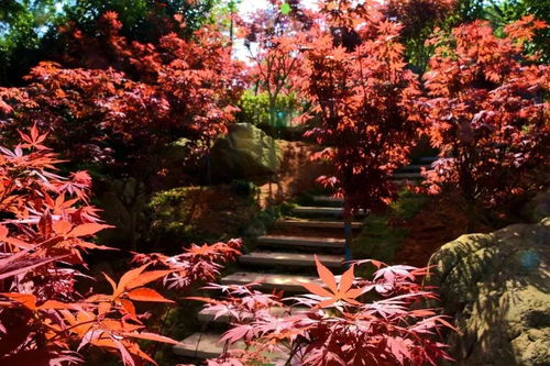 红枫花如何选择土壤和栽种时间？