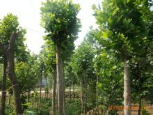 购买指南：如何买到心仪的爬山虎