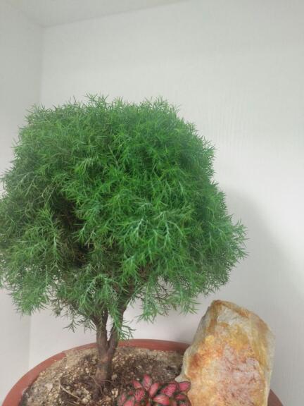 松树的繁殖方法，你了解多少？