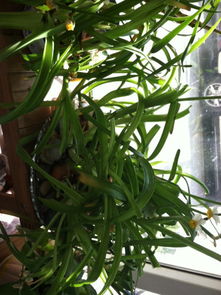 水仙花养殖多长时间后才能长出花苞