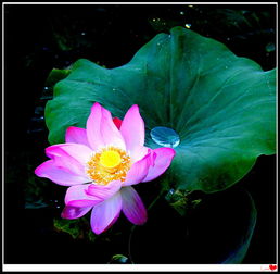 北方荷花种植的时间安排