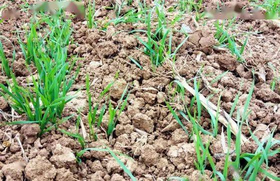 麦田除草：巧用扑草净