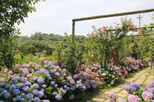 紫水晶瀑布：花开如瀑布， 美不胜收