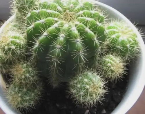 仙人球修根技巧，不修根上盆能活吗？