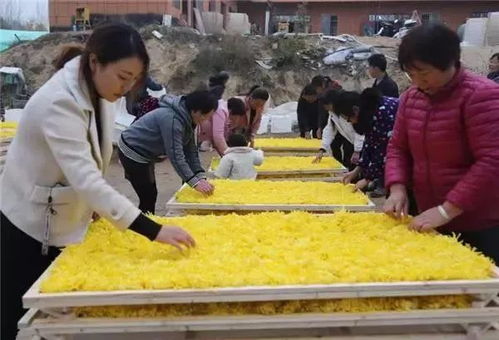 金黄菊海，丰收景象