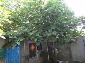 栽核桃树，效益显著