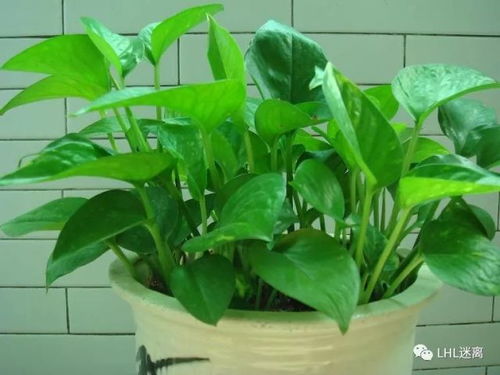 想看藏药绿萝花树？藏药绿萝花树长什么样