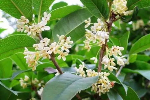 四季桂花树，花开花落