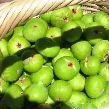 新鲜无花果：独特口感
