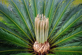 铁树新叶遭虫害，防治之道在何方？