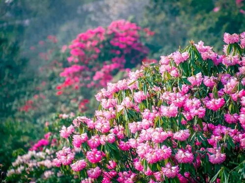 城市道路上的白花花，选错了品种，多花了2万，这钱花得值吗？