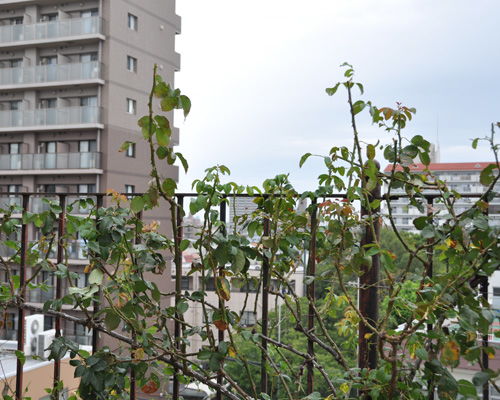 4. 盆栽月季的栽培管理