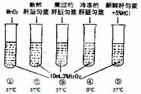 种子与湿沙混合后置于4℃左右环境中60-90天